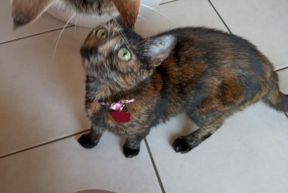 Vermisstmeldung Katze rassenmischung Weiblich , 10 jahre Saint-Aubin-de-Scellon Frankreich