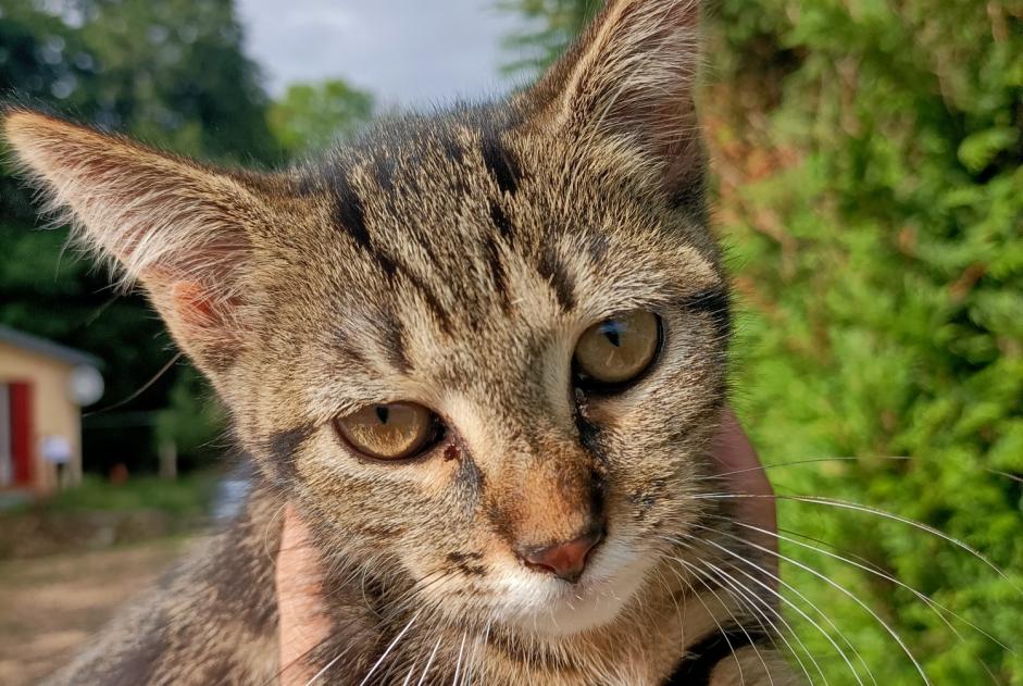 Discovery alert Cat Female Romilly-la-Puthenaye France