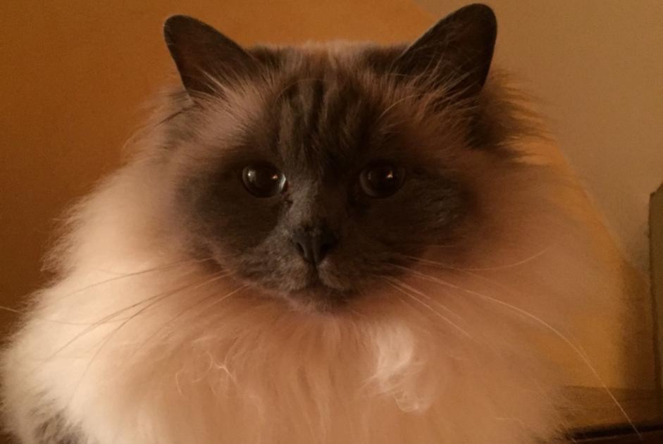 Disappearance alert Cat  Female , 10 years Gaillon France