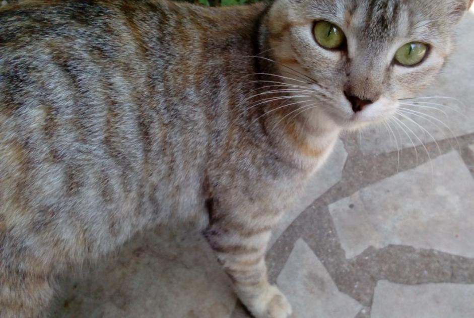Disappearance alert Cat Female , 2 years Nassandres sur Risle France