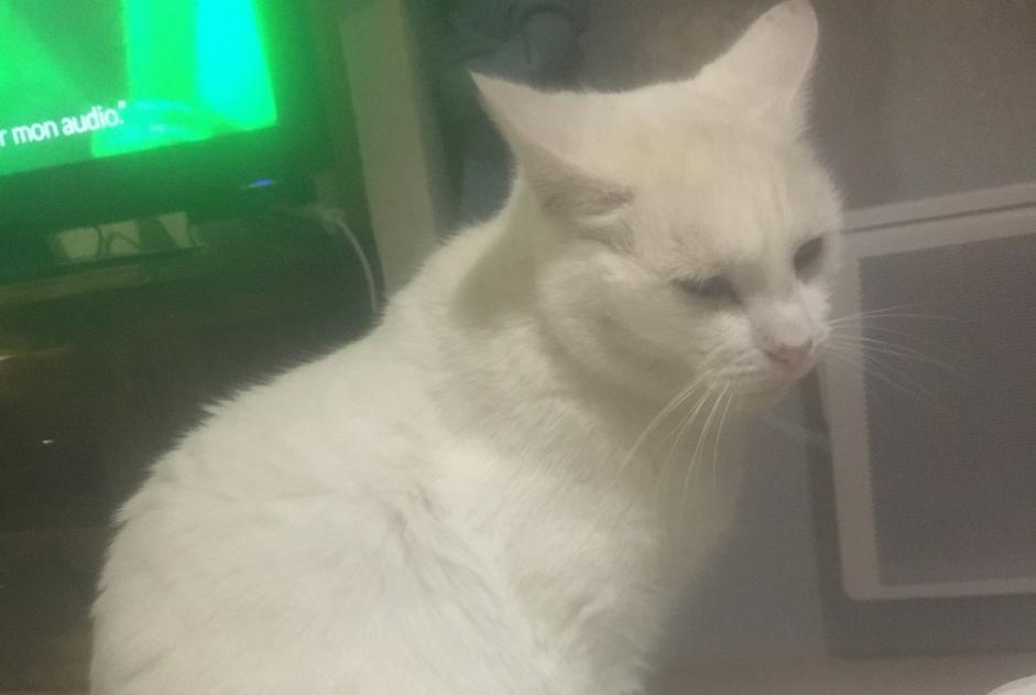 Disappearance alert Cat miscegenation Male , 7 years Mesnil-en-Ouche France