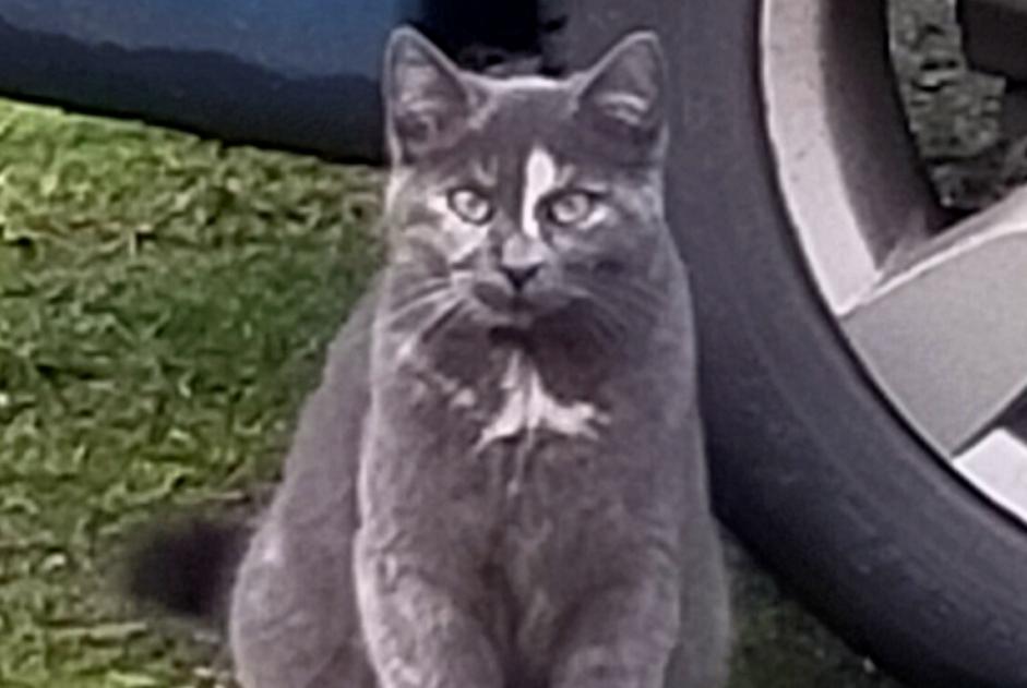 Disappearance alert Cat Female , 1 years Mesnil-en-Ouche France