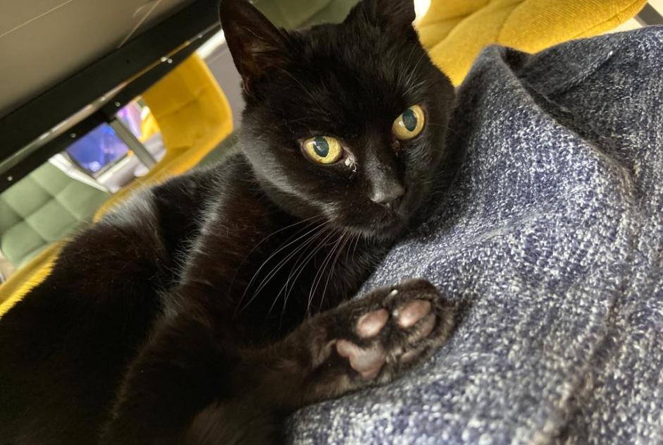 Disappearance alert Cat Female , 18 years Val-de-Reuil France
