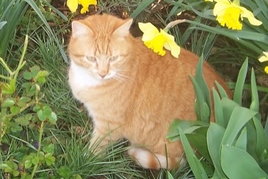 Disappearance alert Cat miscegenation Male , 6 years Marcilly-la-Campagne France