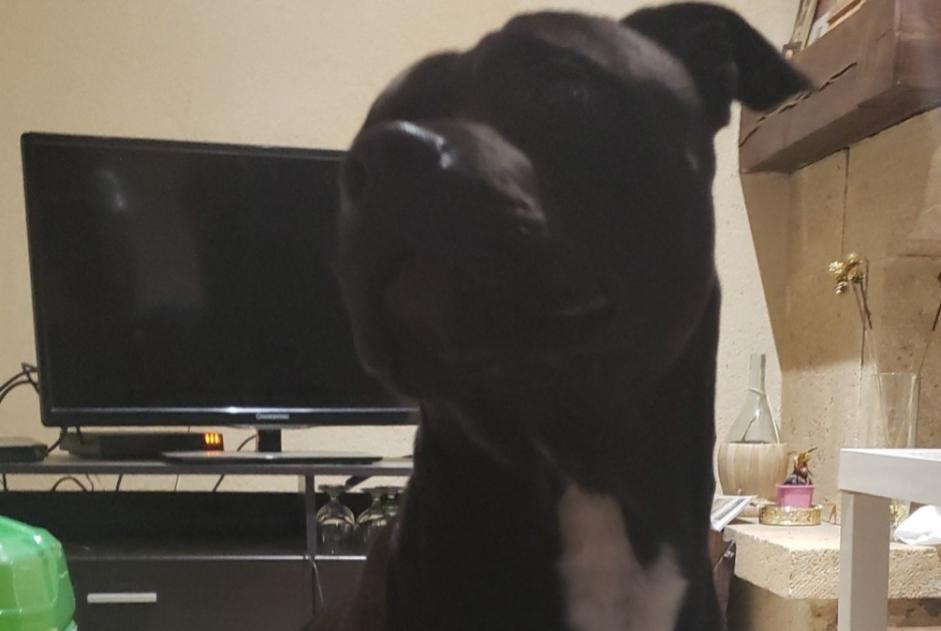 Discovery alert Dog Male Ézy-sur-Eure France