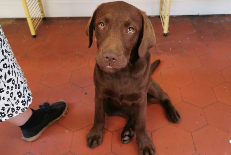 Discovery alert Dog  Female Vesly France