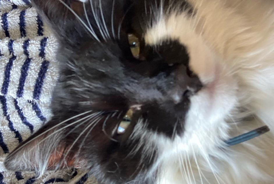 Alerta de Desaparición Gato cruce Macho , 1 años Neaufles-Saint-Martin Francia