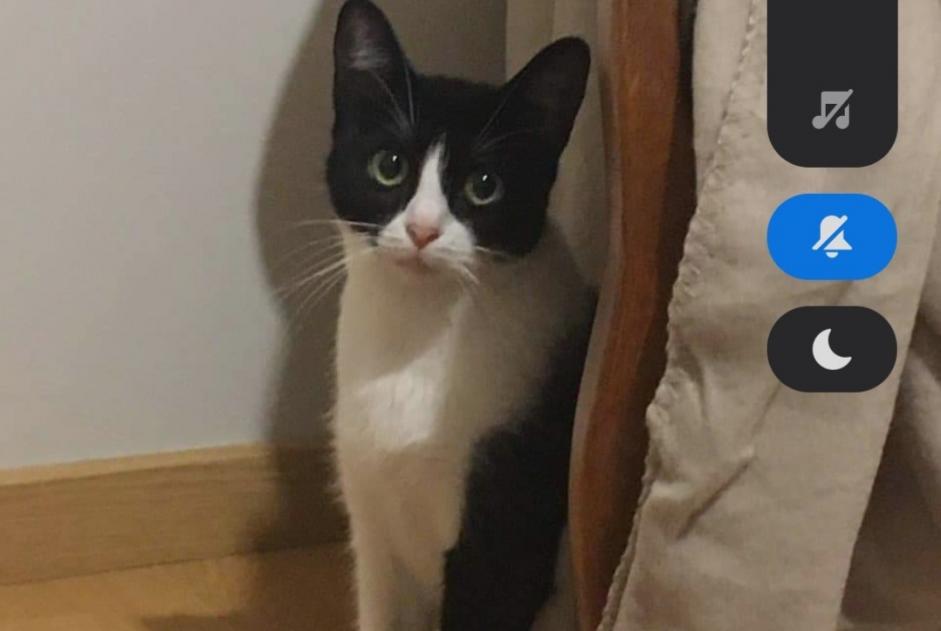 Alerta de Desaparición Gato  Hembra , 3 años Beuzeville Francia