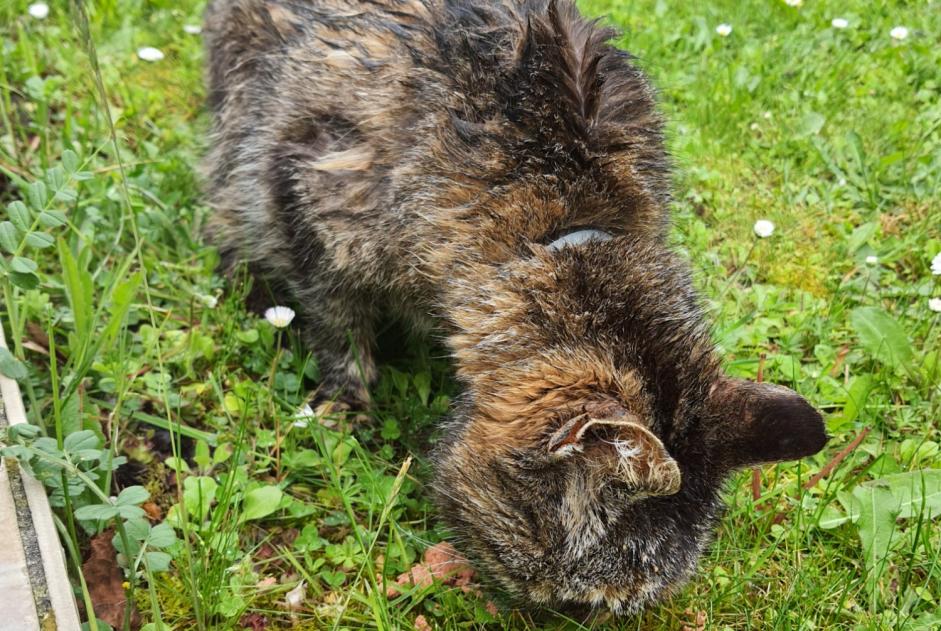 Alerta de Hallazgo Gato Desconocido Gisors Francia