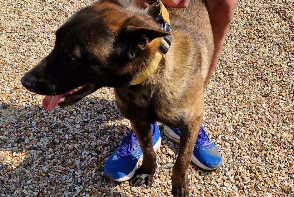 Alerta de Hallazgo Perro Macho Villez-Sous-Bailleul Francia