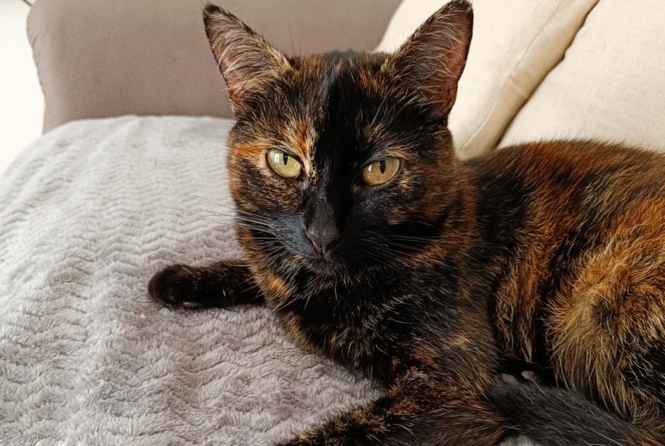 Alerte Disparition Chat  Femelle , 8 ans Arnières-sur-Iton France