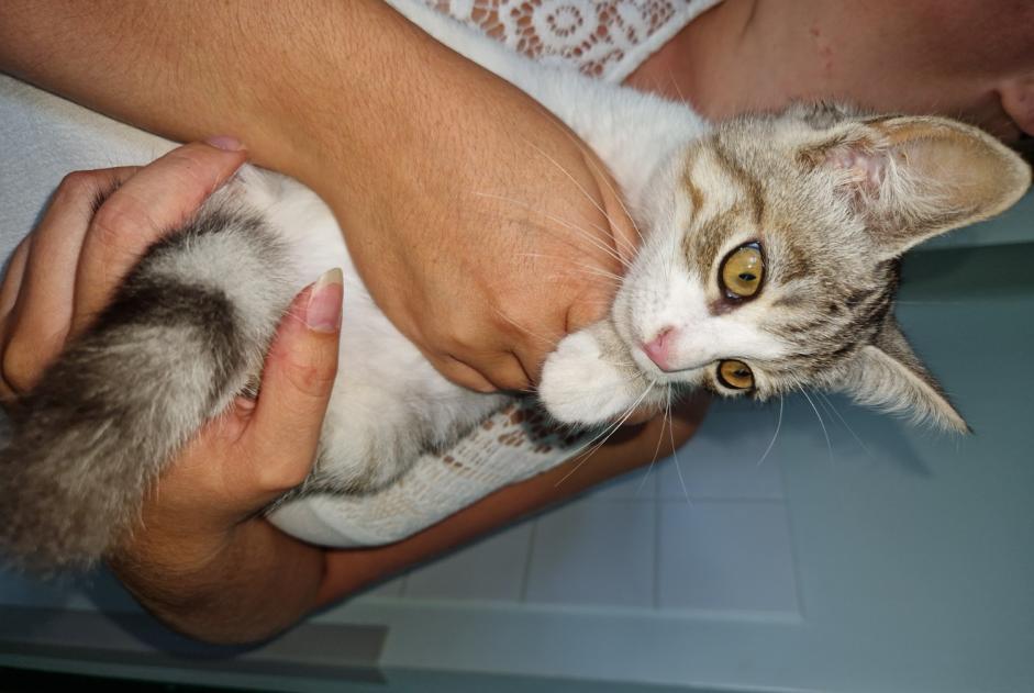 Alerte Découverte Chat Inconnu Angerville-la-Campagne France