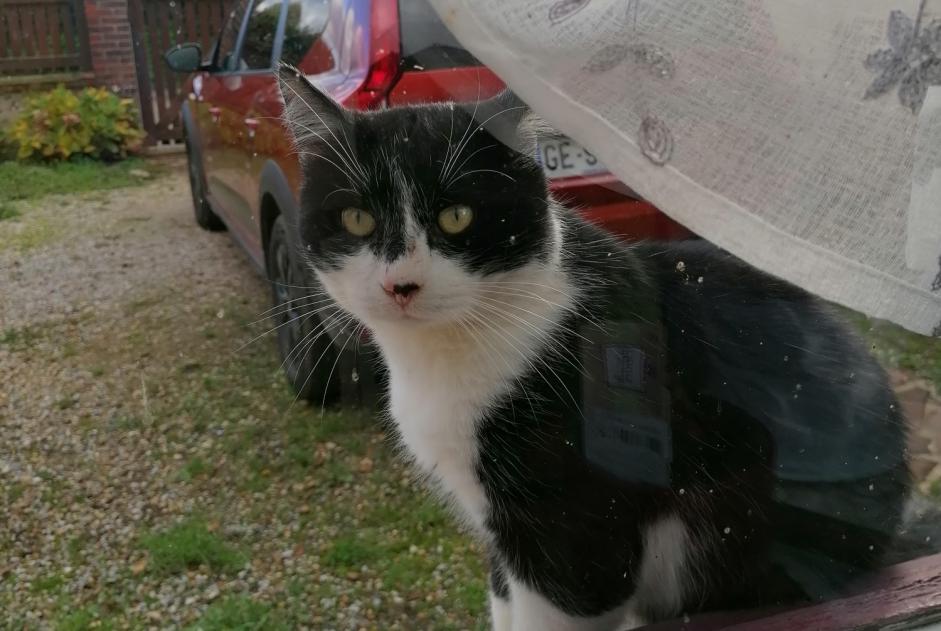 Alerte Découverte Chat  Mâle Heubécourt-Haricourt France