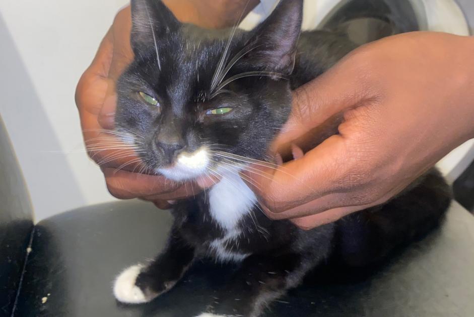 Alerte Découverte Chat Femelle Évreux France Alerte Découverte Chat Femelle Évreux France