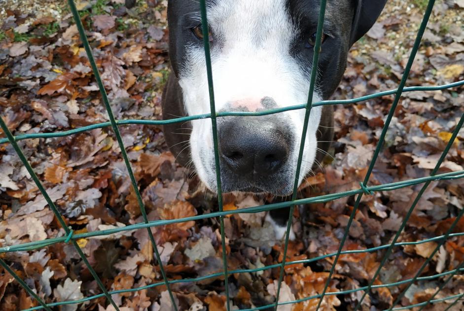 Alerte Découverte Chien Mâle Sylvains-les-Moulins France Alerte Découverte Chien Mâle Sylvains-les-Moulins France