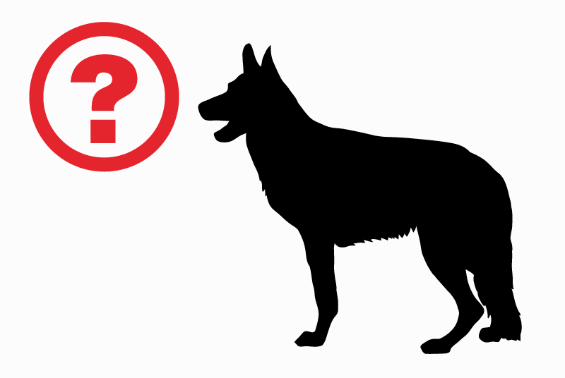 Ontdekkingsalarm Hond rassenvermenging Onbekend Saint-Pierre-la-Garenne Frankrijk