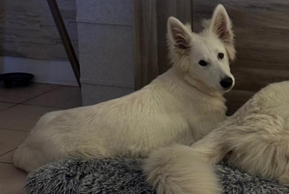 Avviso scomparsa Cane  Femmina , 0 anni Évreux Francia
