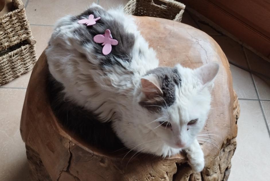 Avviso scomparsa Gatto Maschio , 3 anni Bacquepuis Francia