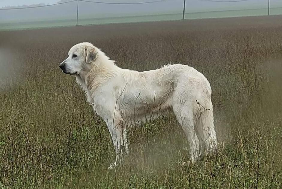 Ontdekkingsalarm Hond Onbekend Quittebeuf Frankrijk