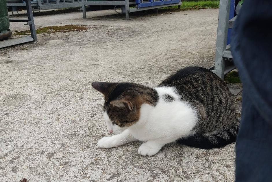 Ontdekkingsalarm Kat Vrouwtje , Tussen 4 en 6 maanden Brionne Frankrijk