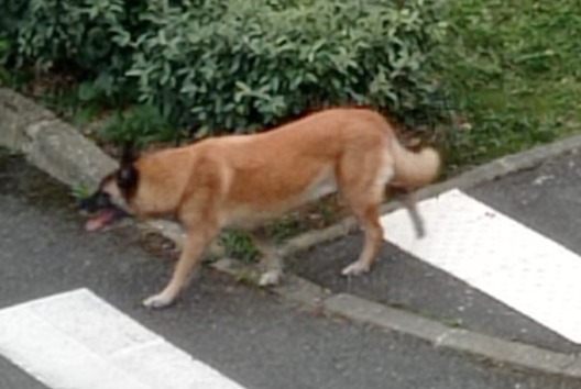 Alerta descoberta Cão  Desconhecido Évreux France