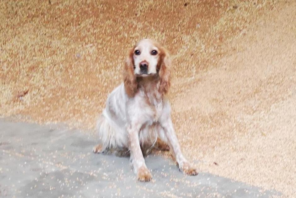 Alerta descoberta Cão cruzamento Fêmea Thibouville France