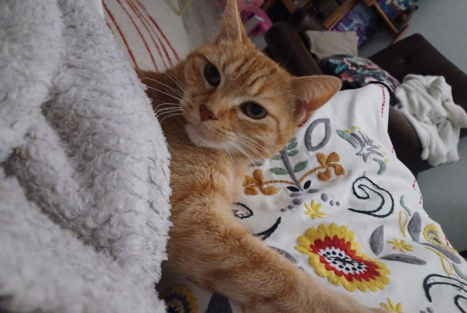 Alerta desaparecimento Gato Fêmea , 11 anos Conches-en-Ouche France