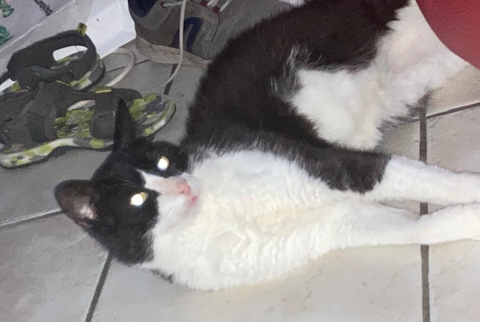 Alerta desaparecimento Gato  Macho , 12 anos Bosgouet France