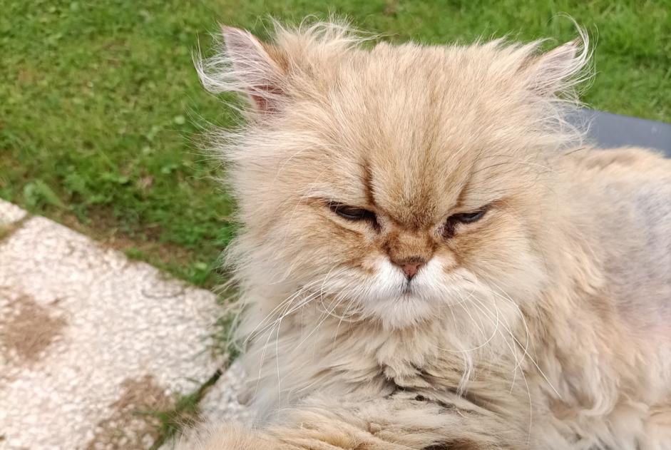 Alerta desaparecimento Gato  Macho , 11 anos Berville-sur-Mer France