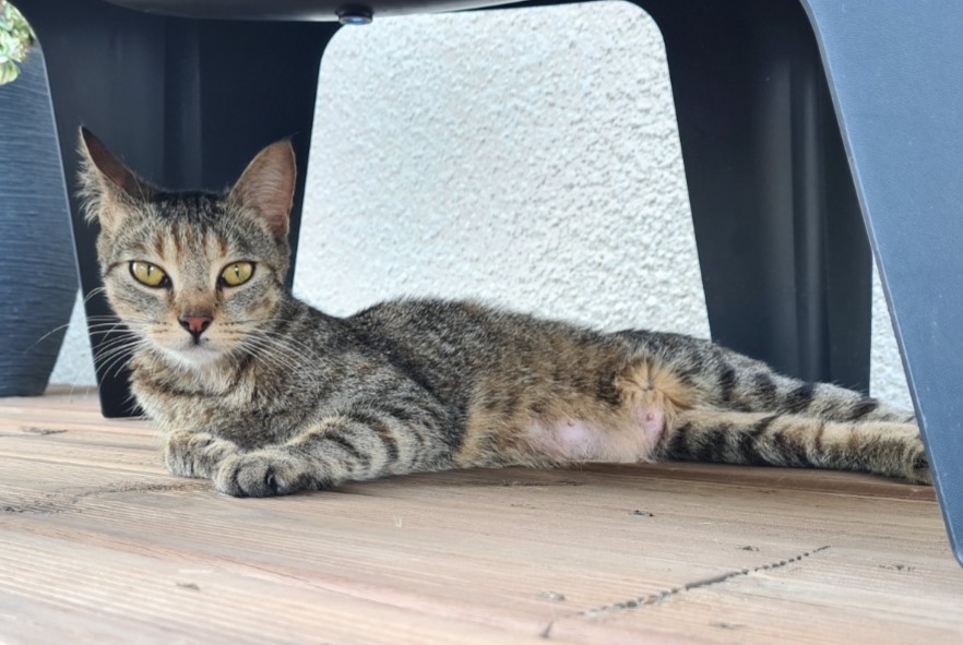Alerta descoberta Gato Fêmea Mesnils-sur-Iton France